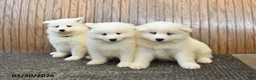 Samoyed dogs for sale: Sunny  - Ad 5