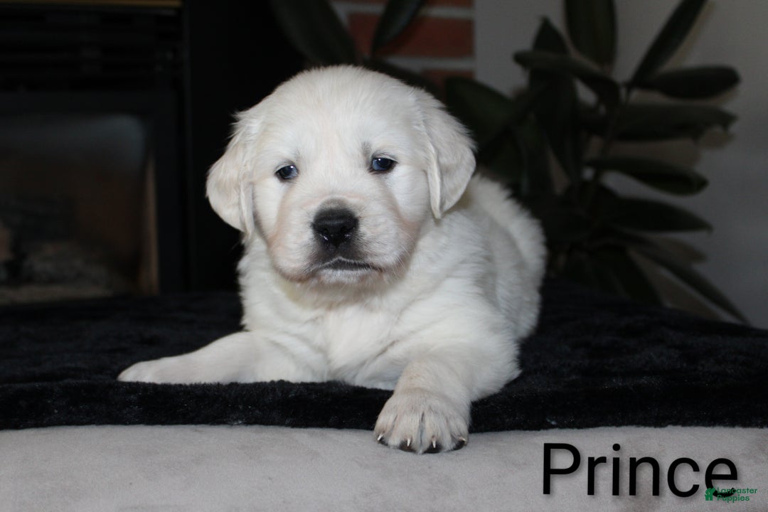 Golden Retriever dogs for sale: Prince - Ad 2