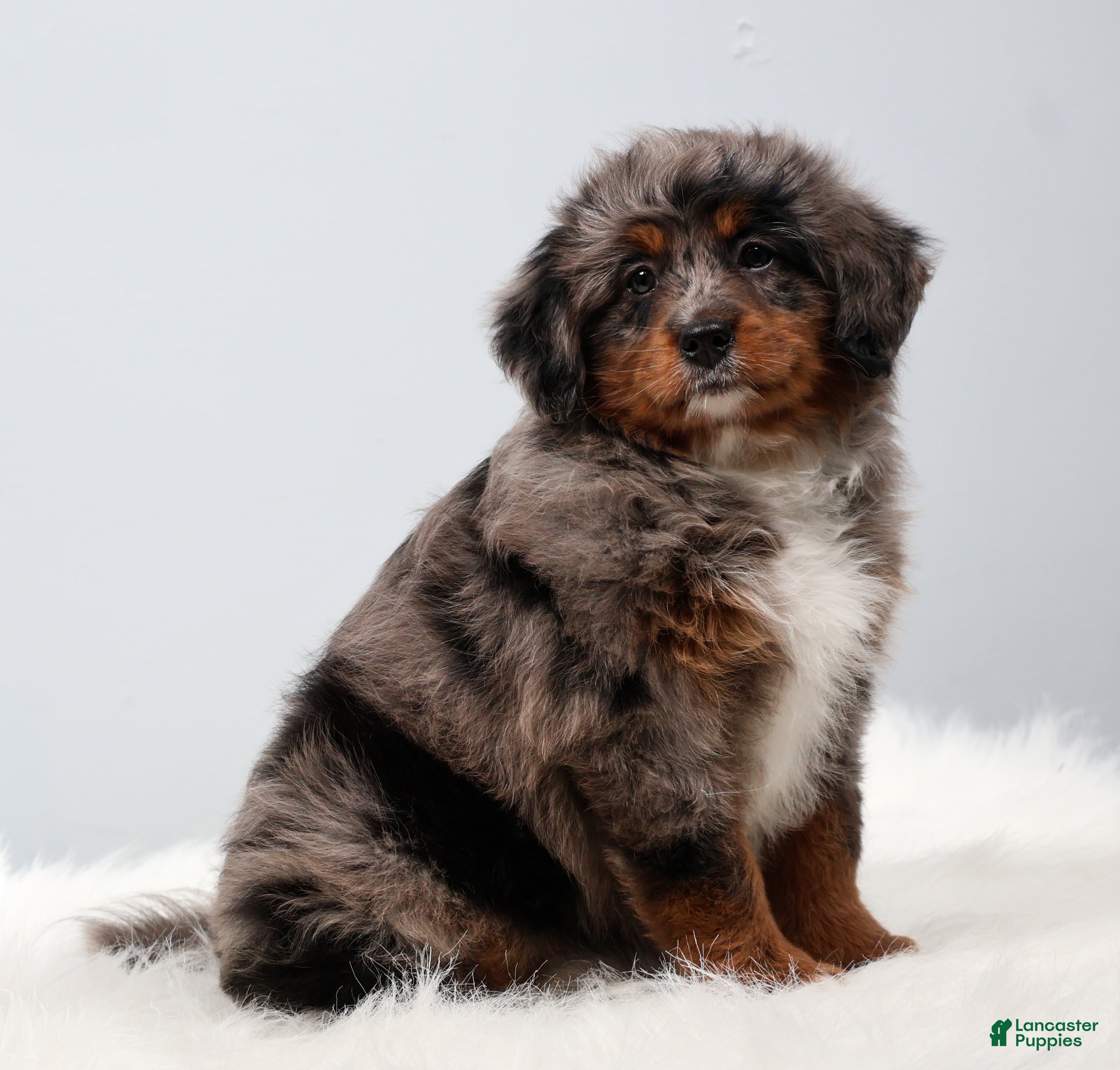 Mini Bernedoodle dogs Candy  - Ad 2