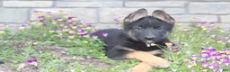German Shepherd dogs for sale: Diva - Ad 1