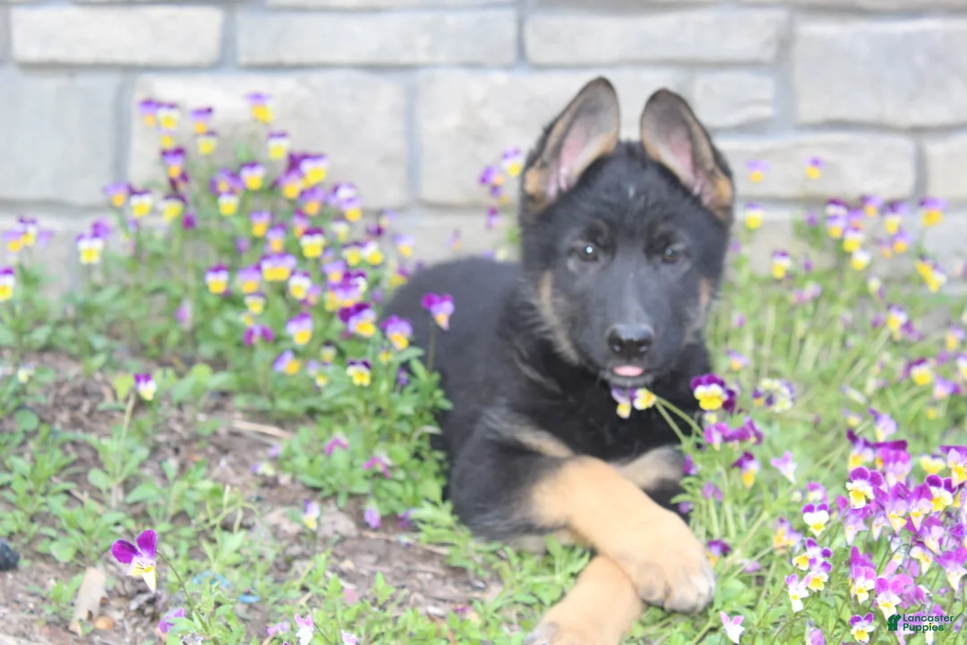 German Shepherd dogs for sale: Diva - Ad 1