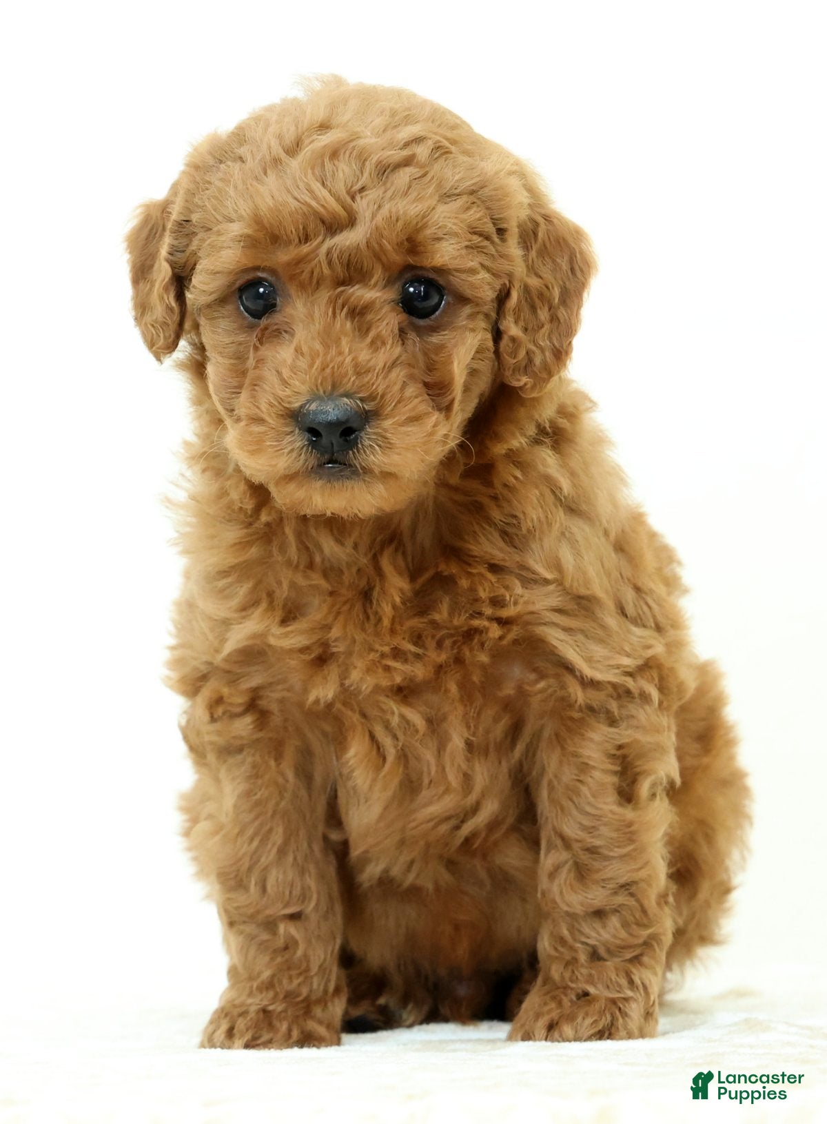 Mini Goldendoodle dogs Logan - Ad 2