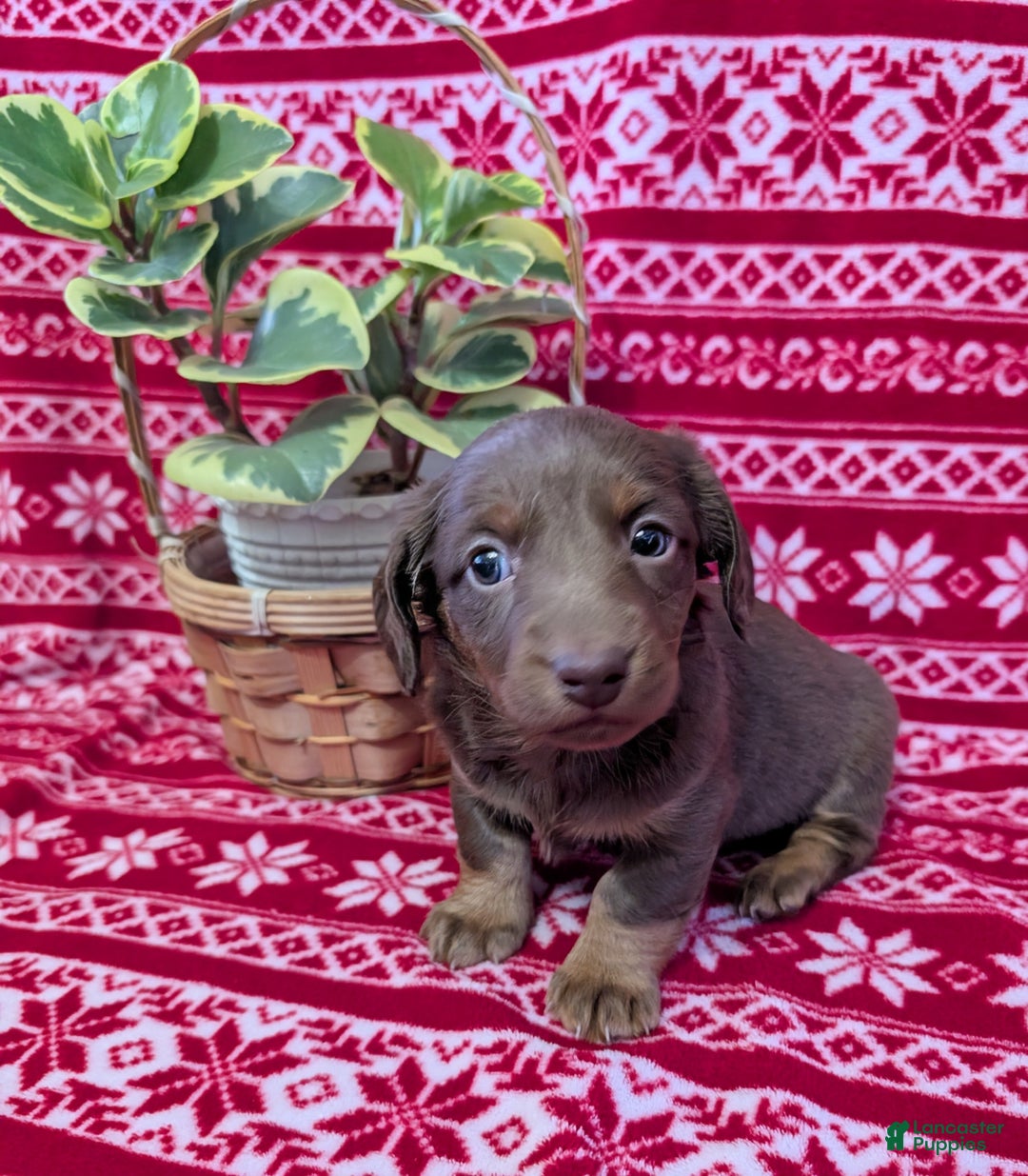 Miniature Dachshund dogs for sale: Andy  - Ad 6