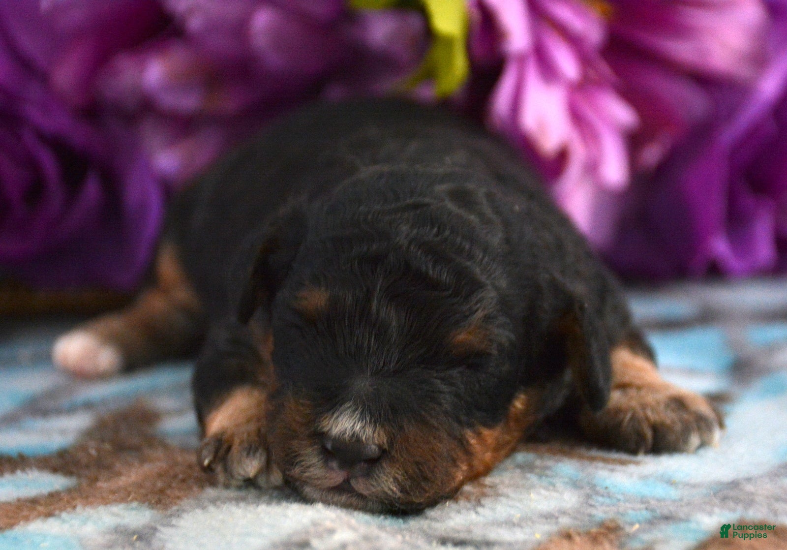 Mini Bernedoodle dogs Micro Bernedoodle Puppy 3 Bernie - Ad 13