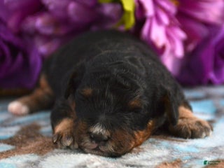 Mini Bernedoodle dogs Micro Bernedoodle Puppy 3 Bernie - Ad 18