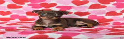 Chihuahua dogs for sale: Penny - Ad 3