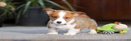 Welsh Corgi Pembroke dogs for sale: Herman - Ad 5