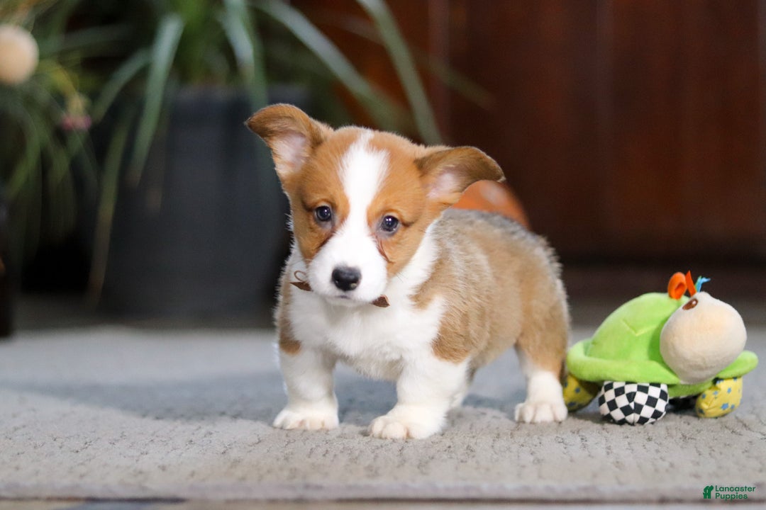 Welsh Corgi Pembroke dogs for sale: Herman - Ad 5