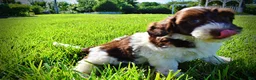 Havapoo dogs for sale: Bubbles - Ad 16