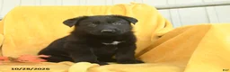 German Shepherd dogs for sale: Jonah  - Ad 4