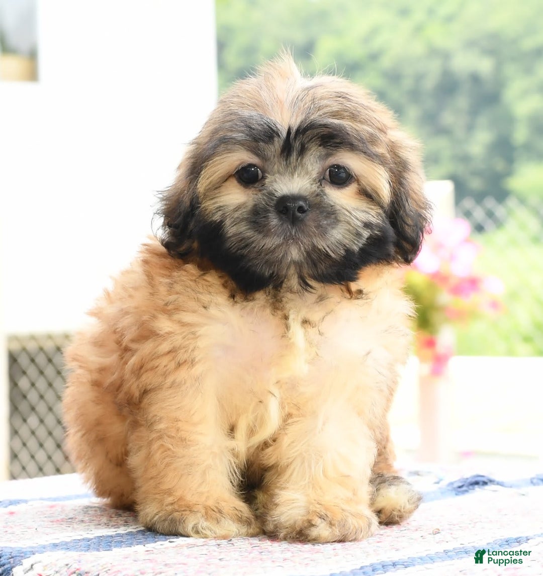 Gallery Image {{count}}