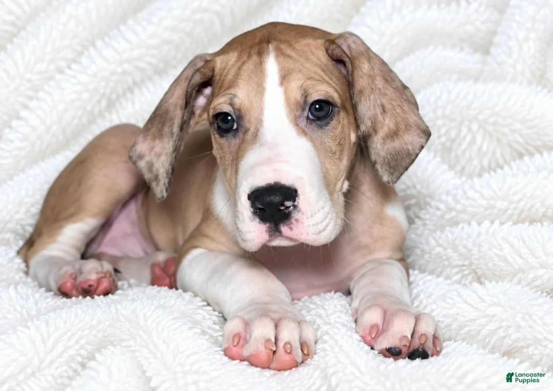 Great Dane dogs for sale: Teno  - Ad 2
