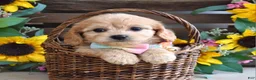 Cavachon dogs for sale: Tabby - Ad 4