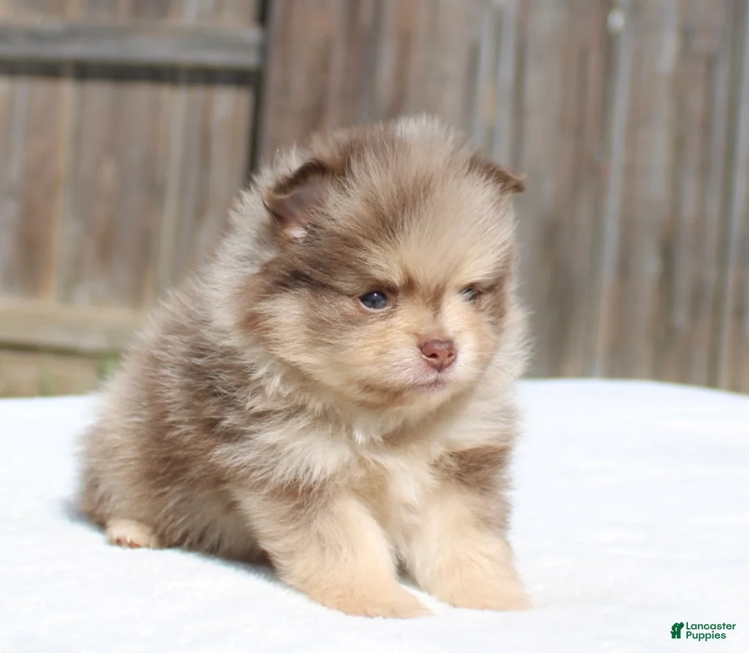 Pomeranian dogs for sale: Pomeranian Puppy 1 - Ad 2