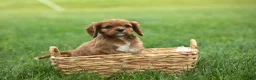 Cavalier King Charles Spaniel dogs for sale: Mocha 🐶✨ - Ad 15