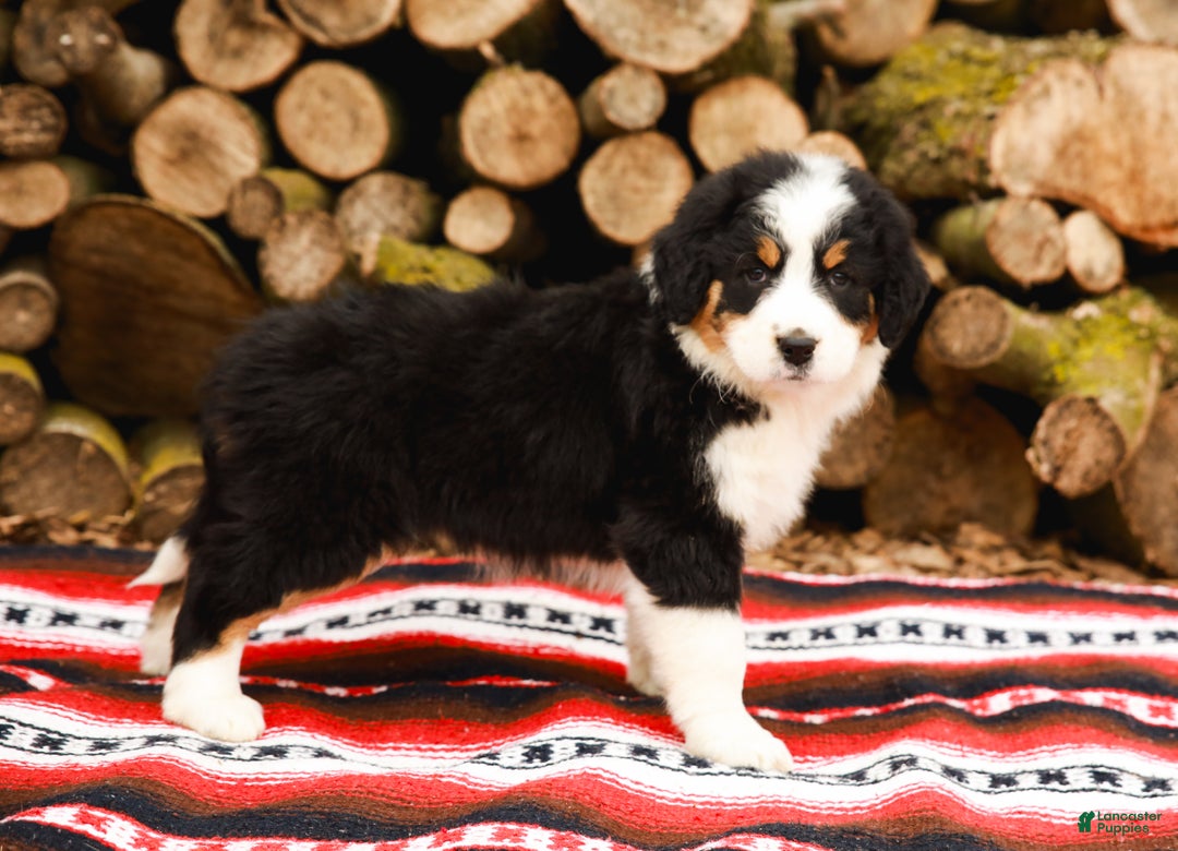 Aussiedoodle dogs for sale: Rose Standard - Ad 8