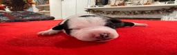 Mixed Breed dogs for sale: Declan  - Ad 2