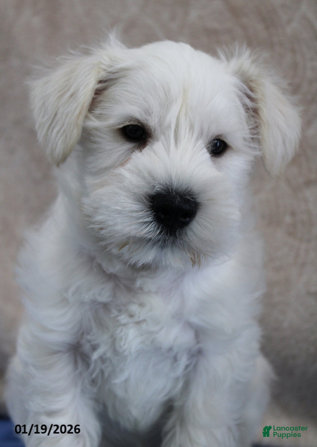 Miniature Schnauzer dogs for sale: Quigley - Ad 4