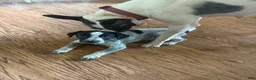 Australian Cattle Dog dogs for sale: Bella - Ad 2