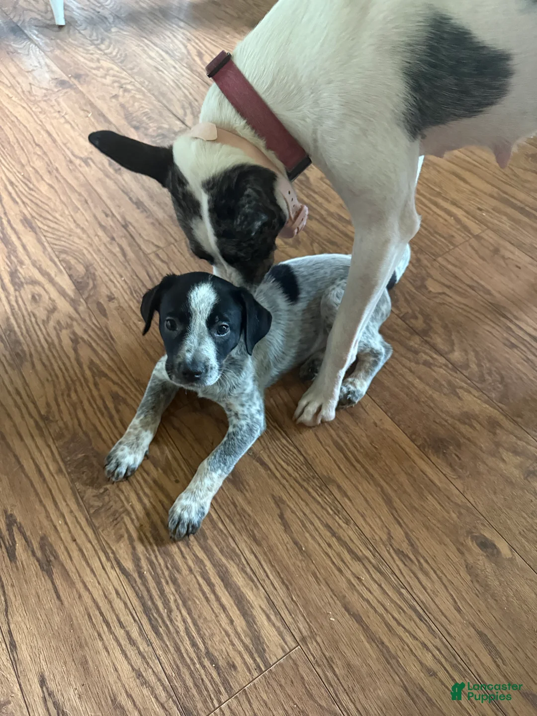 Australian Cattle Dog dogs for sale: Bella - Ad 2