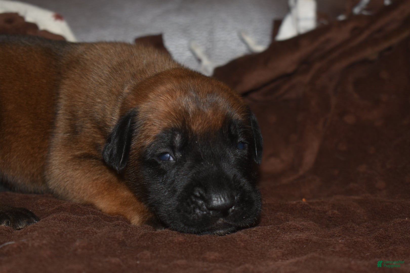 English Mastiff dogs Jimmy (Apricot) - Ad 4