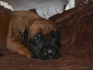 English Mastiff dogs Jimmy (Apricot) - Ad 4