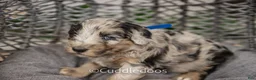 Sheepadoodle dogs for sale: Lotus - Ad 6