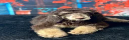 Standard Poodle dogs for sale: Daisy - Ad 8