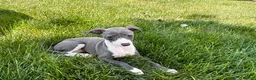 Italian Greyhound dogs for sale: Cheyenne  - Ad 8