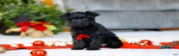 Yorkiepoo dogs for sale: Aden - Ad 4
