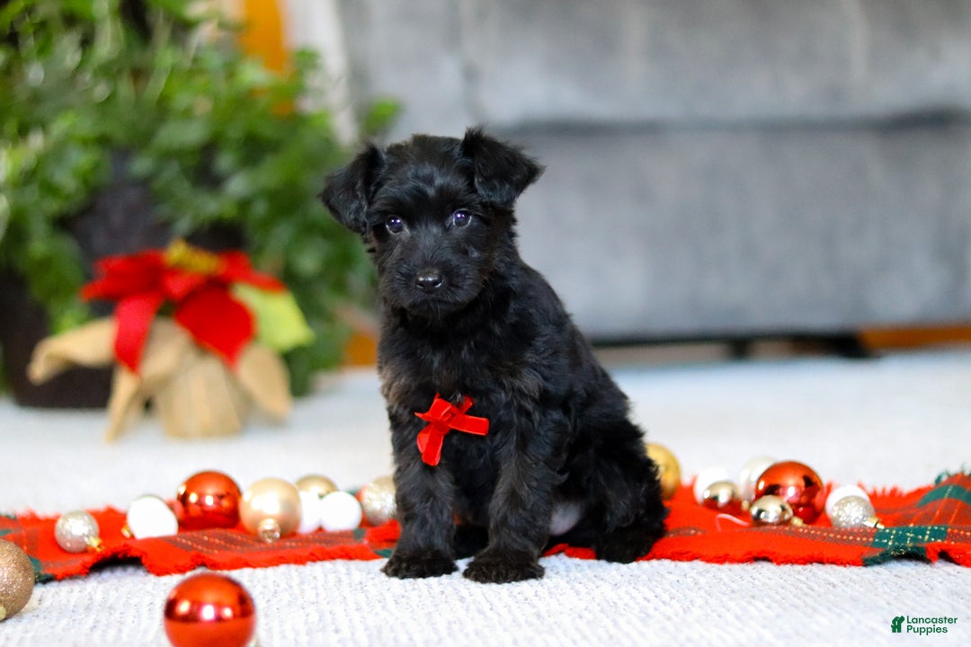 Yorkiepoo dogs for sale: Aden - Ad 4