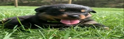 Rottweiler dogs for sale: Green Male - Ad 4