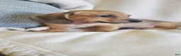 Miniature Dachshund dogs for sale: Biscotti - Ad 2