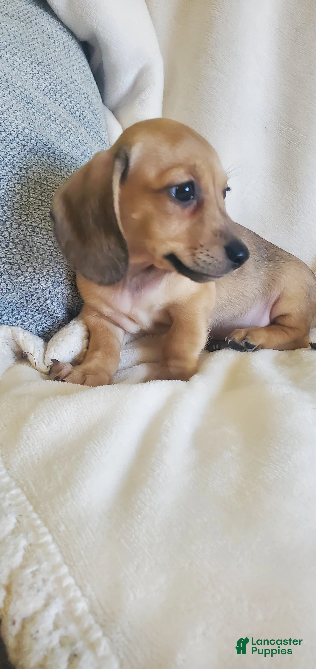 Miniature Dachshund dogs for sale: Biscotti - Ad 2
