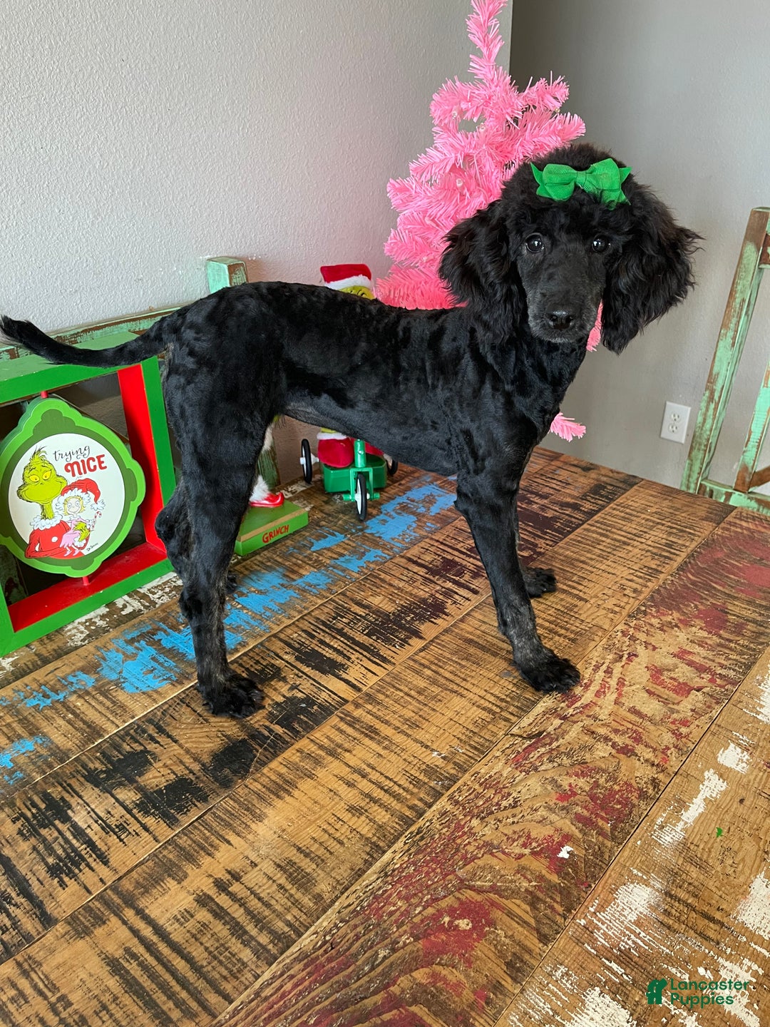 Miniature Poodle dogs for sale: Akc Clear Black Phantom Ellie - Ad 9