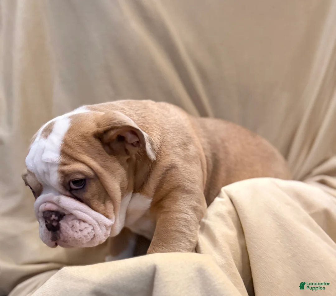 English Bulldog dogs for sale: Faith - Ad 16