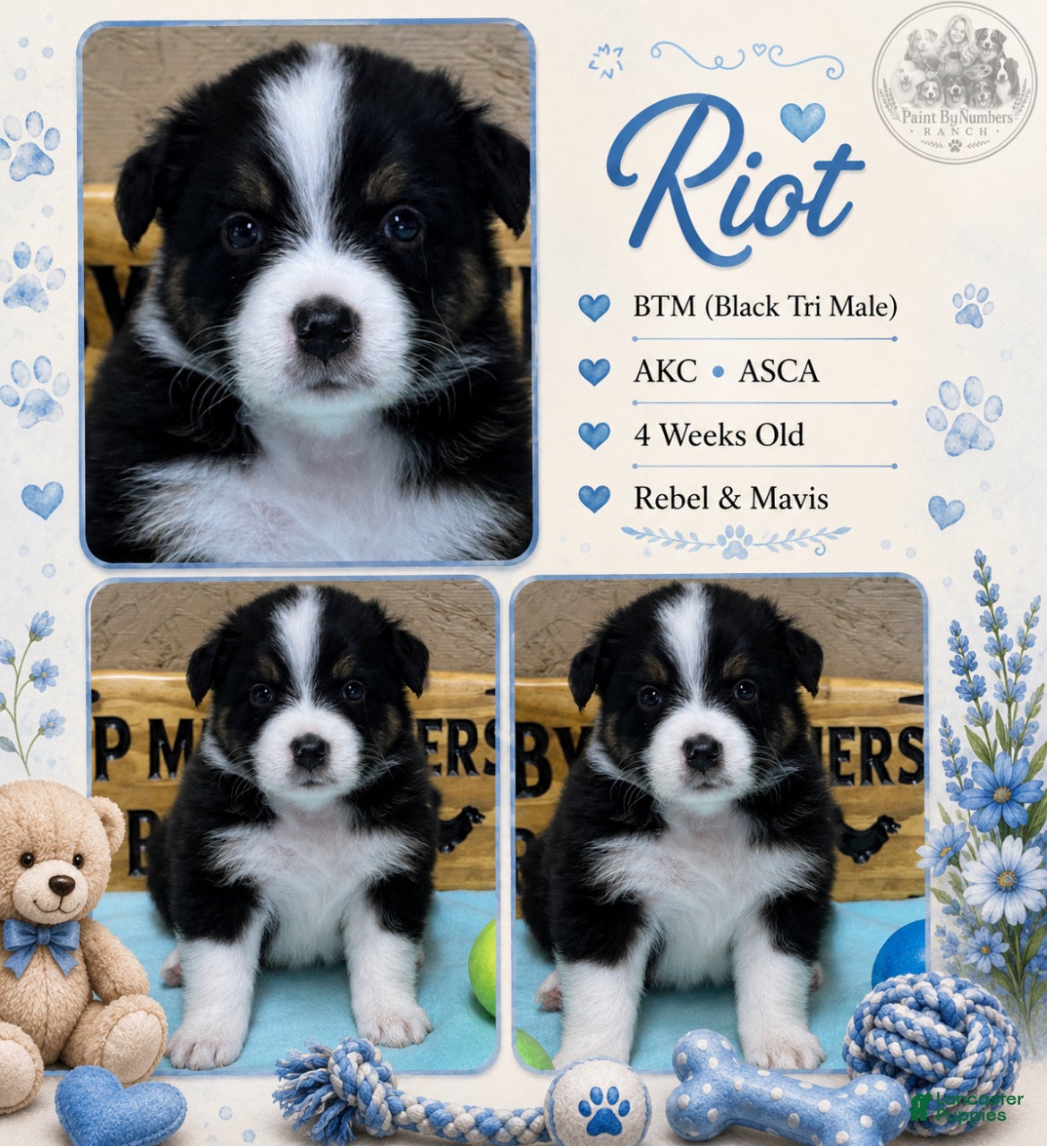 Australian Shepherd dogs Riot - Ad 4