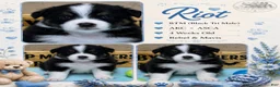 Australian Shepherd dogs for sale: Riot - Ad 2