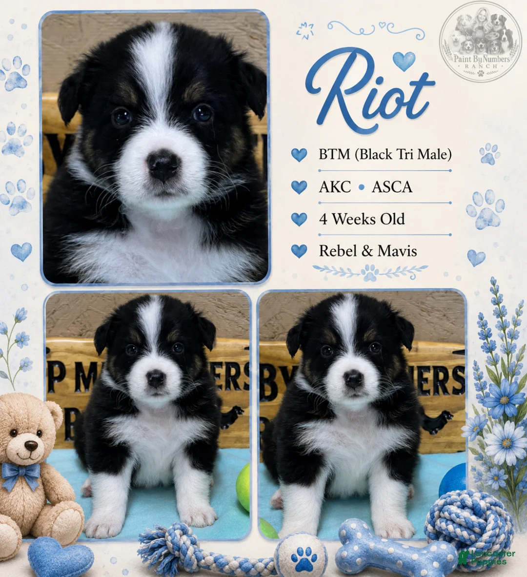 Australian Shepherd dogs for sale: Riot - Ad 2