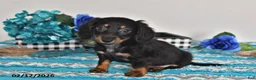 Miniature Dachshund dogs for sale: Felix - Ad 3