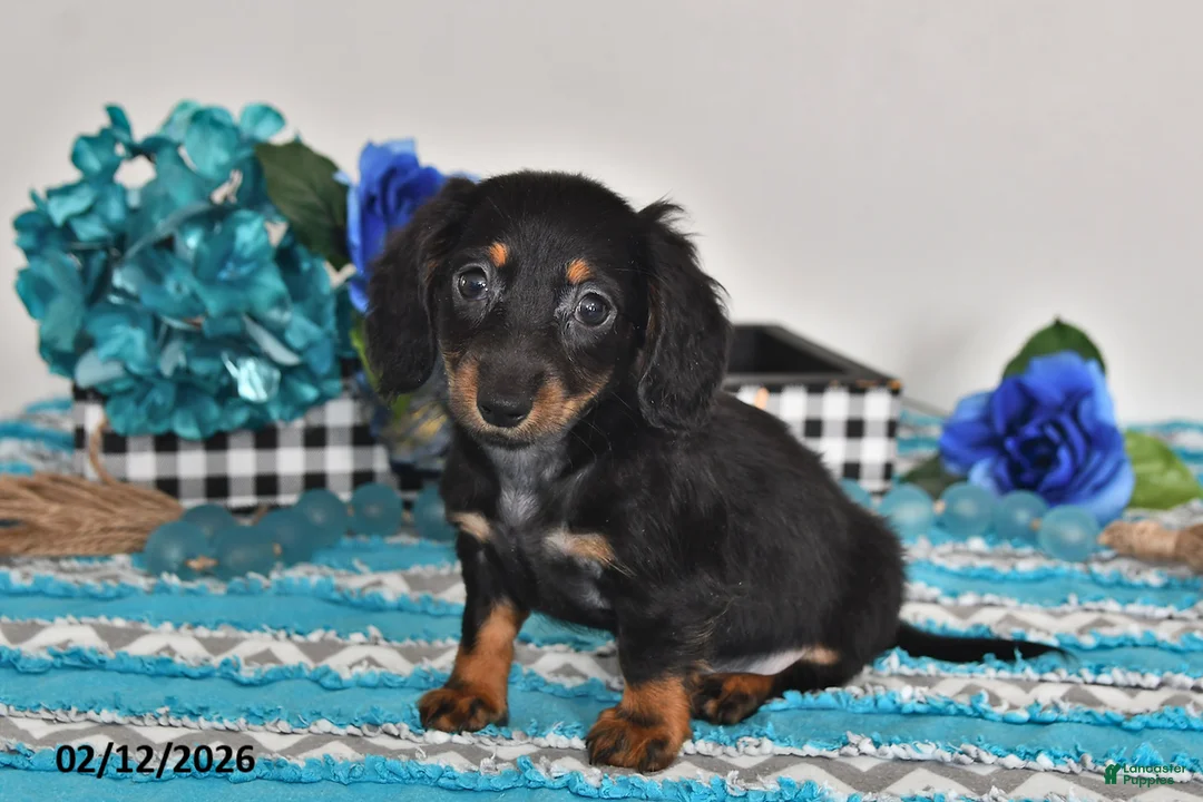 Miniature Dachshund dogs for sale: Felix - Ad 3