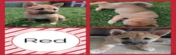 Shiba Inu dogs for sale: Ruby - Ad 1