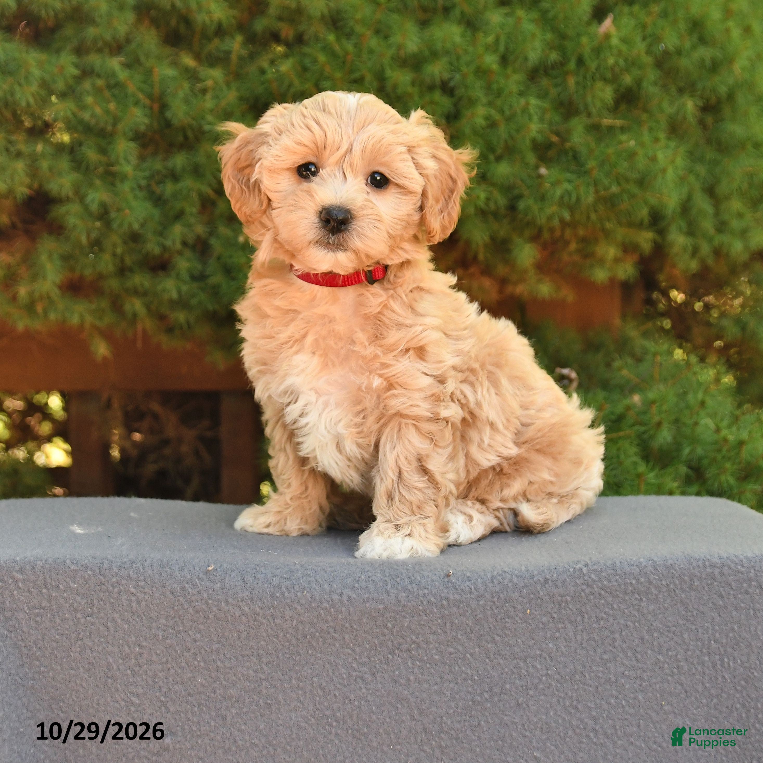 Maltipoo dogs for sale: Frankie - Ad 1