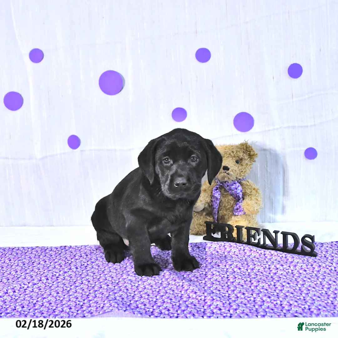 Labrador Retriever dogs for sale: Penny - Ad 3