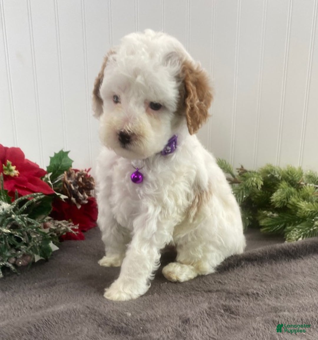 Toy Poodle dogs for sale: Boomer - Ad 5