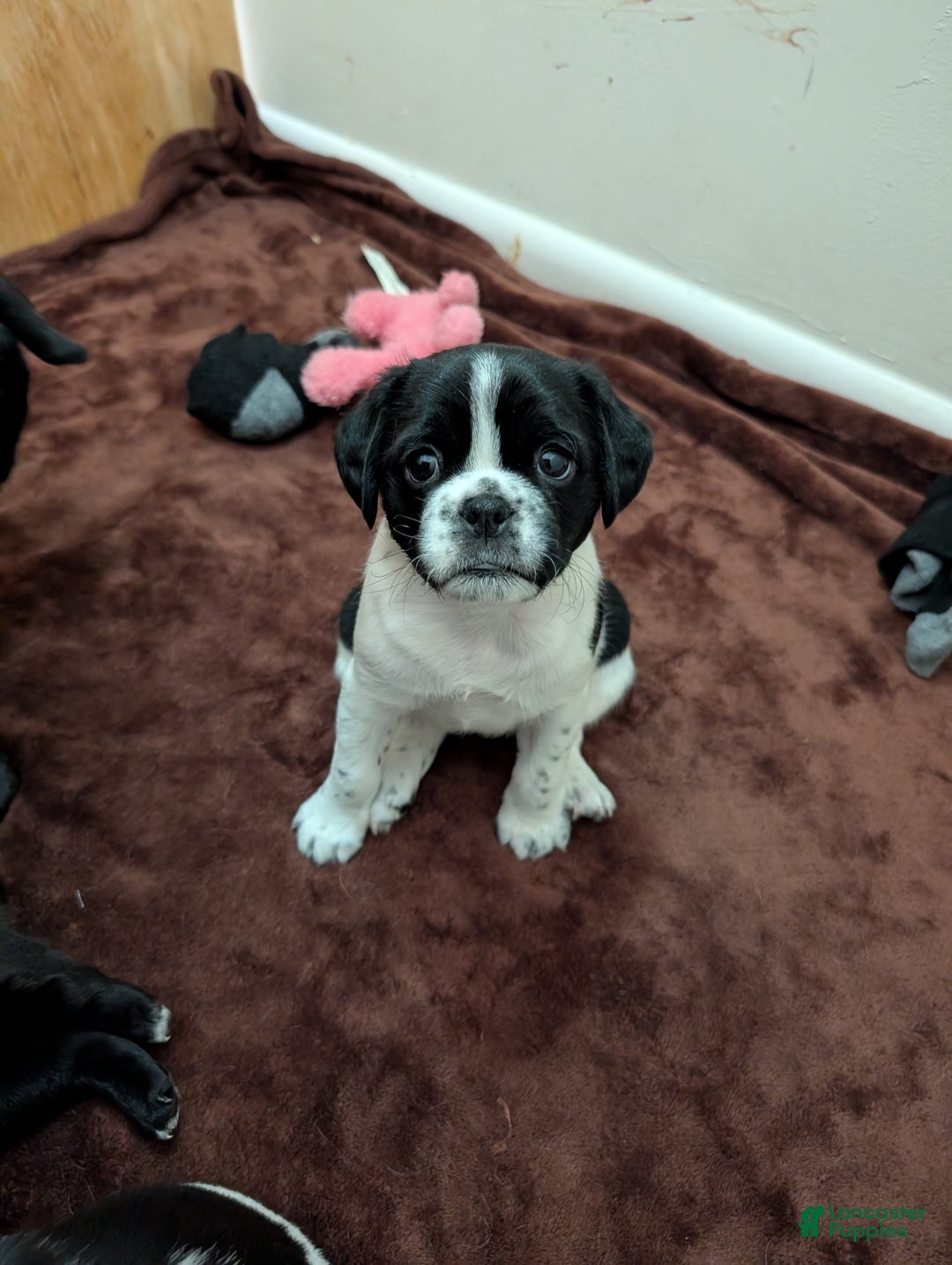 Puggle dogs for sale: Puggle Puppy 1 - Ad 5