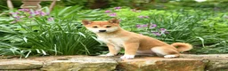 Shiba Inu dogs for sale: Daisy  - Ad 5
