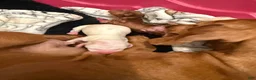 Miniature Dachshund dogs for sale: Miniature Dachshund Puppy 1 - Ad 6
