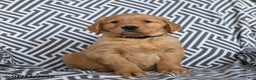 Golden Retriever dogs for sale: Lobster - Ad 1