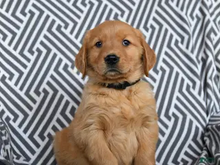 Golden Retriever dogs Lobster - Ad 2